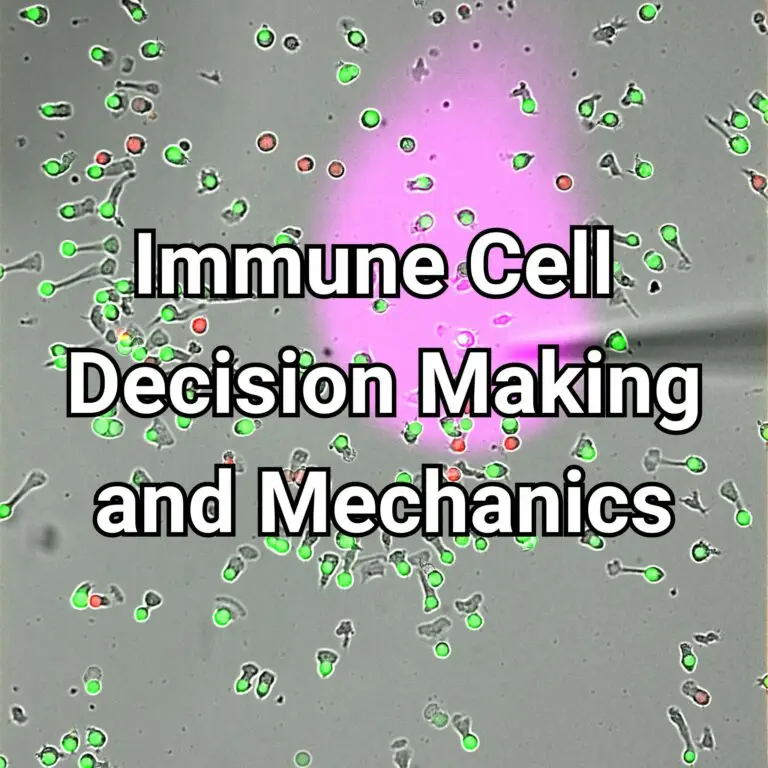 Research immune cell decision making and mechanics