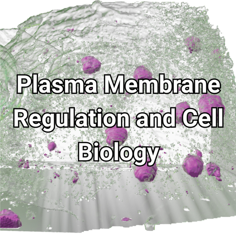 Research plasma membrane regulation and cell biology 2
